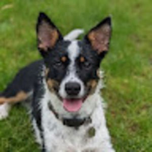 Meet your Posher, Alison